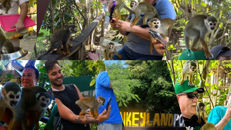 puerto plata monkey land, puerto plata, dominican republic, cruise port, taino bay, amber cove, chocolate experience dr, dominican